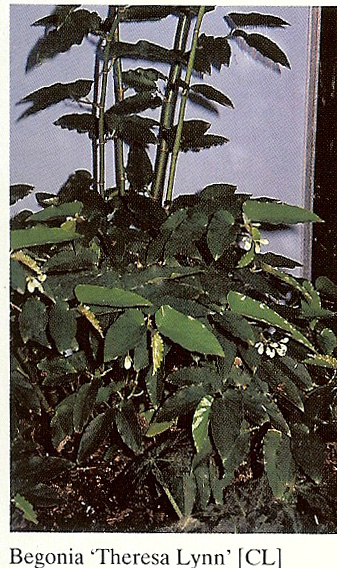 B. ‘Theresa Lynn’